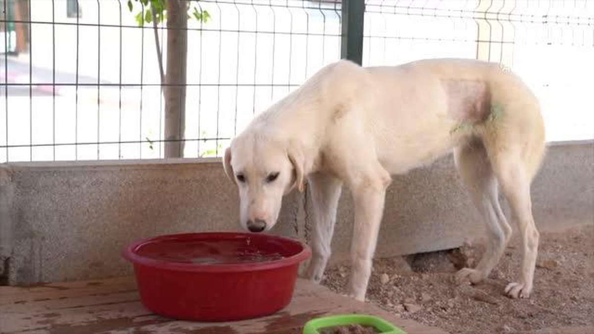 Ağzında yaralar bulunan sahipsiz köpek tedavi edildi