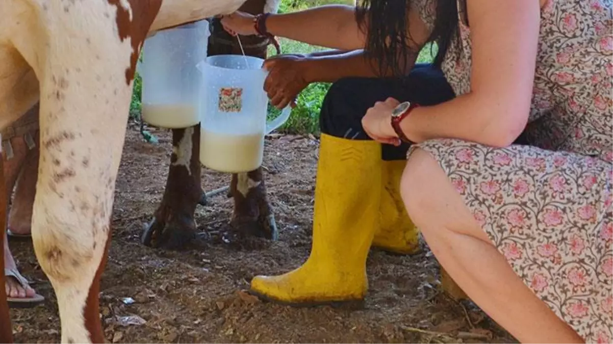 Hintli bilim insanlarından bomba iddia: Hamamböceği sütü, inek sütünden 4 kat daha faydalı