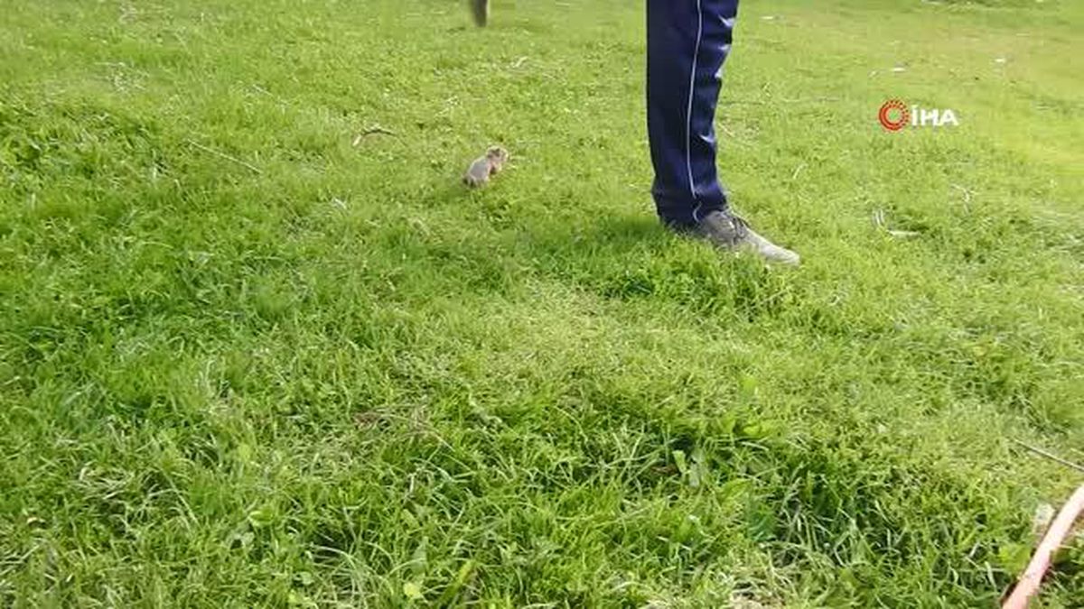 Cebine giriyor, takip ediyor, ayağına sarılıyor... Şırıngayla beslediği minik sincap yavrusu yanından ayrılmıyor