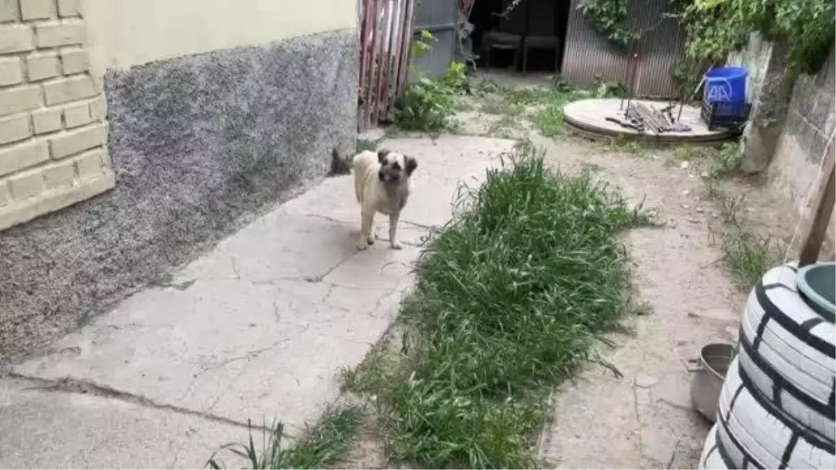 ESKİŞEHİR - Felçli köpek "Badi" için eski bebek arabasından yürüteç yaptı