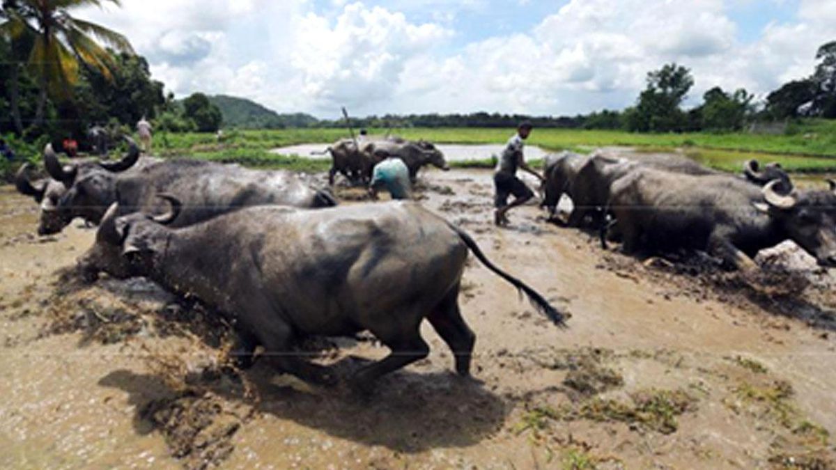 Sri Lanka\'nın Çamurlu Çeltik Tarlalarında Hummalı Çalışma