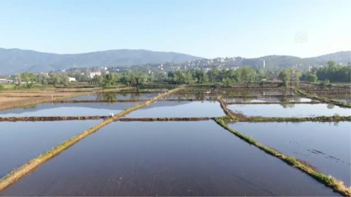 Üreticilerin sulak arazilerde "Konuralp pirinci" mesaisi başladı