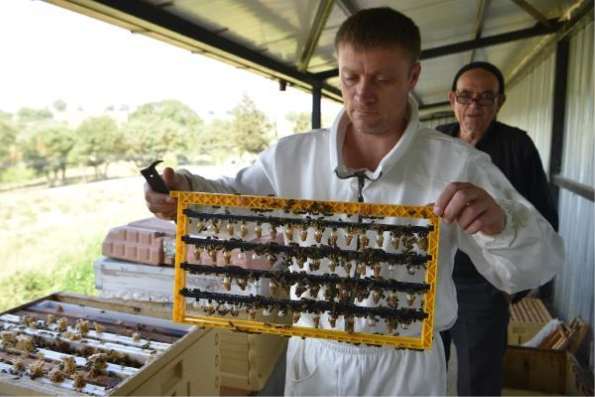 Balıkesir\'de 9 bin ana arı dağıtımı hedefleniyor