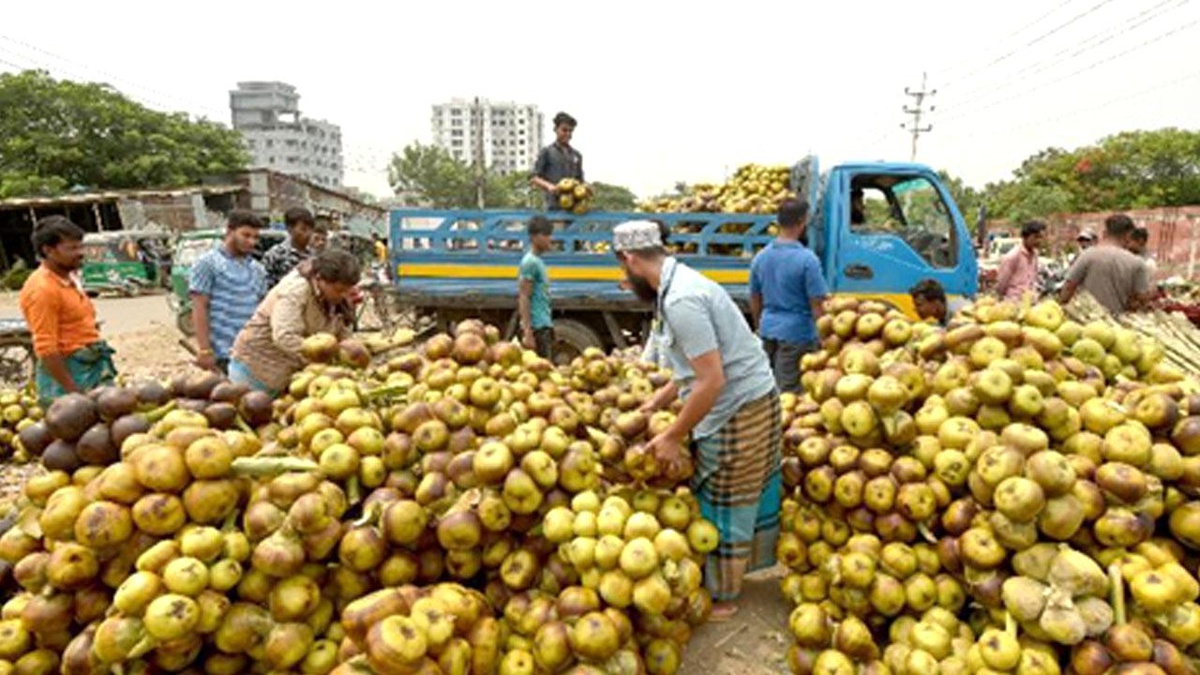 Bangladeş\'te Palmira Palmiye Mevyelerinin Hasadı Başladı