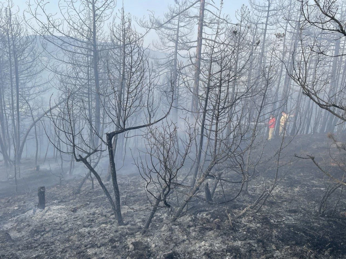 Bolu\'da çıkan orman yangını kontrol altına alındı