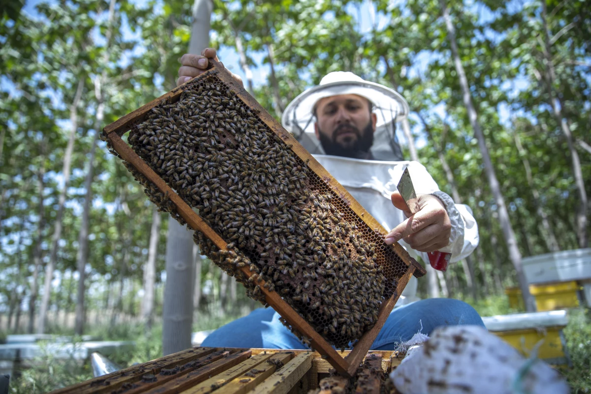 İran\'dan ithal edilen kraliçe arılar Irak\'ta bal üretiminde kaliteyi düşürüyor