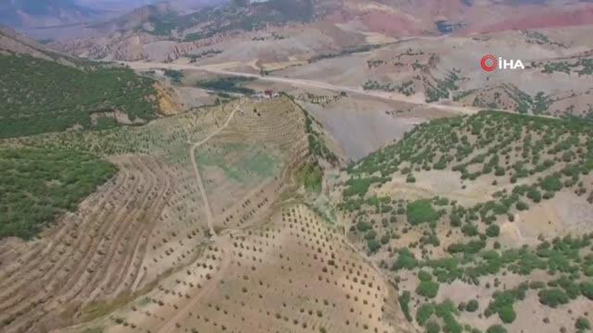 Kurtlar Vadisi\'ni ceviz fidanlarıyla yeşil vadiye dönüştürdü