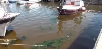 Marmara' dan sevindiren haber