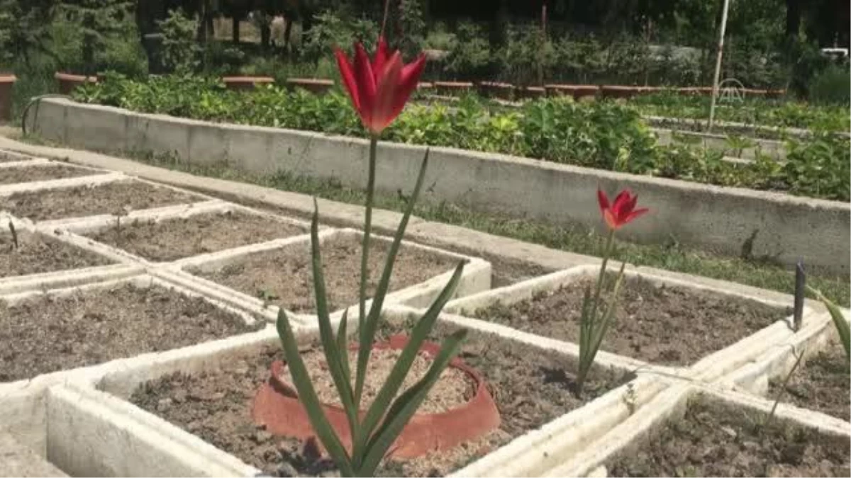 Merzifon\'un endemik bitki türü "yitik lale" kendi toprağında çiçek açtı