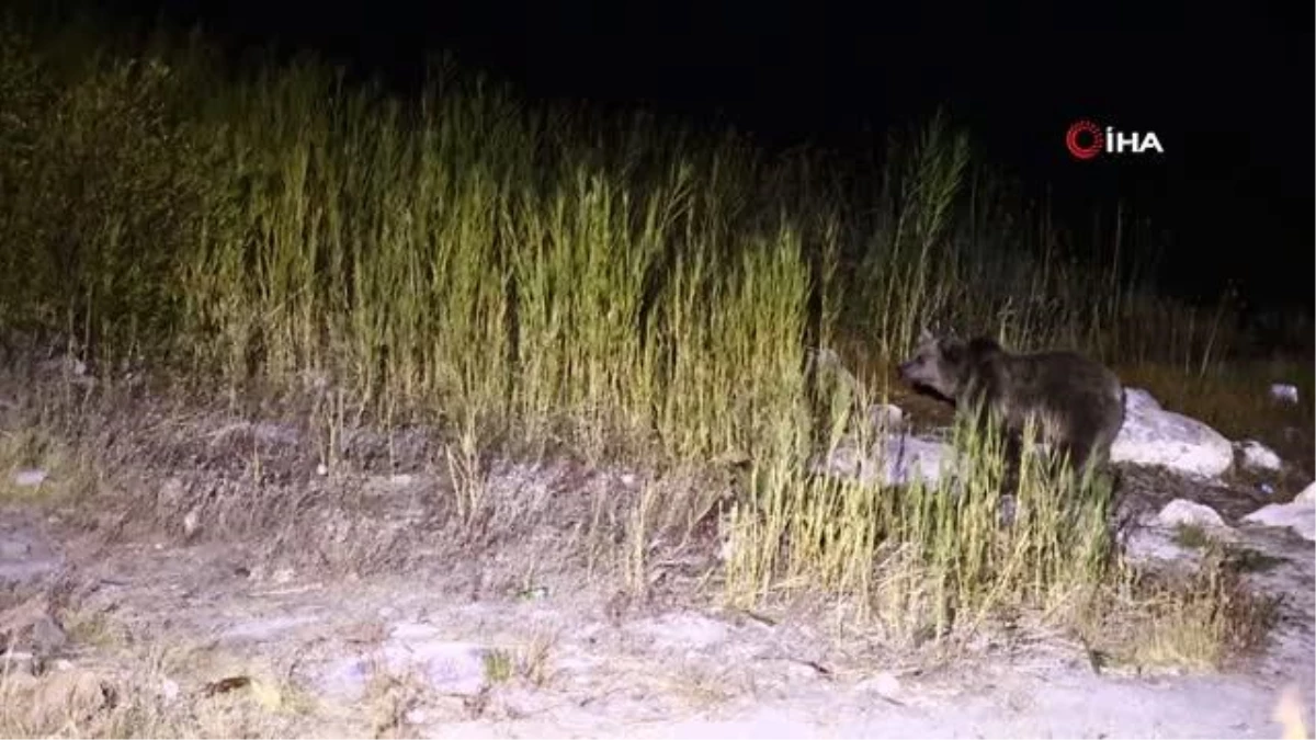 Nemrut\'un maskot ayıları kış uykusundan uyandı