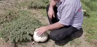 Niğde'de basketbol topu büyüklüğünde 3 kiloluk mantar bulundu
