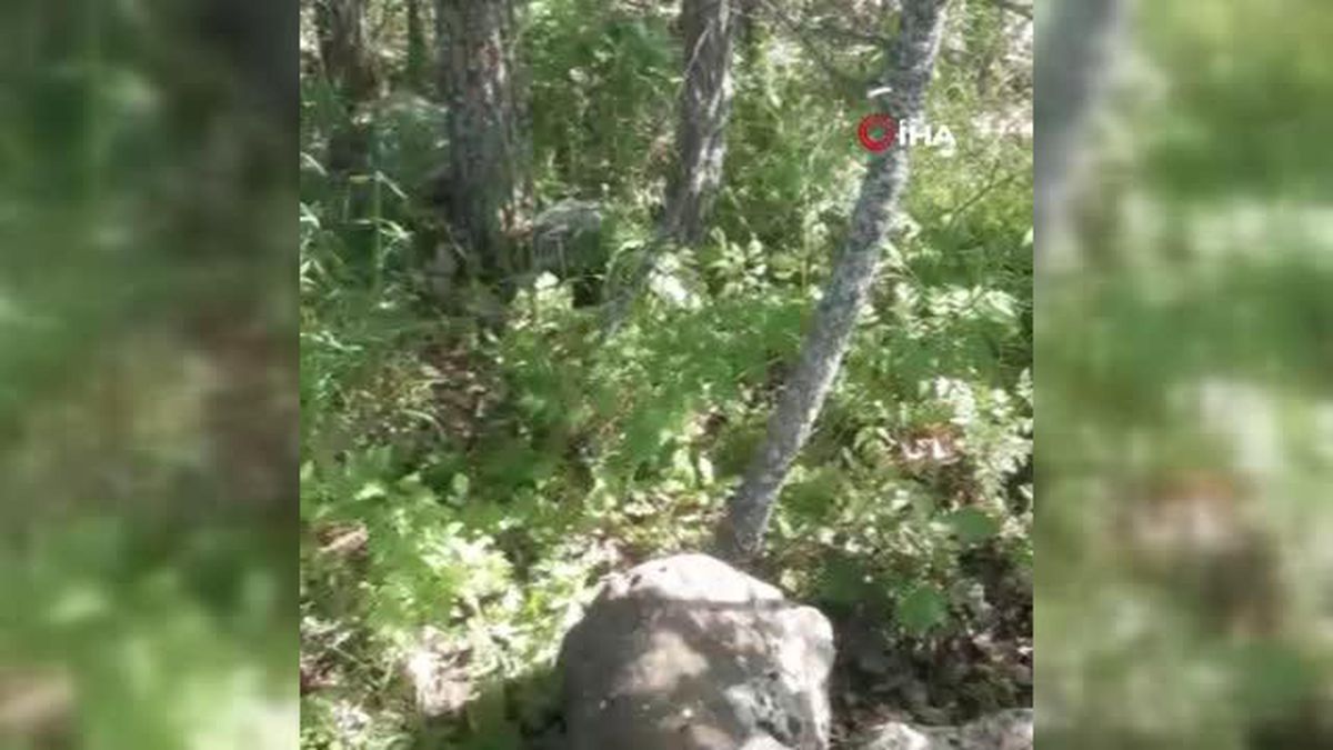 Tunceli\'de kırmızı listedeki porsuk görüntülendi