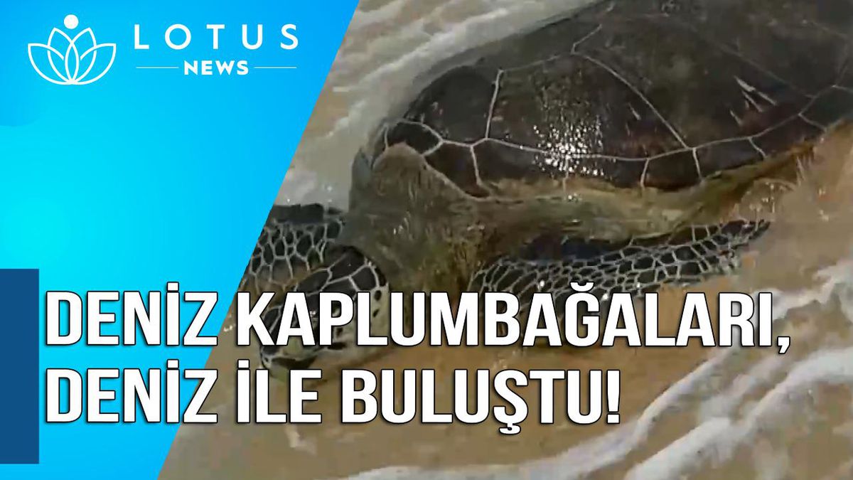 Video: Çin\'in Guangdong Eyaletinde 43 Deniz Kaplumbağası Denize Bırakıldı
