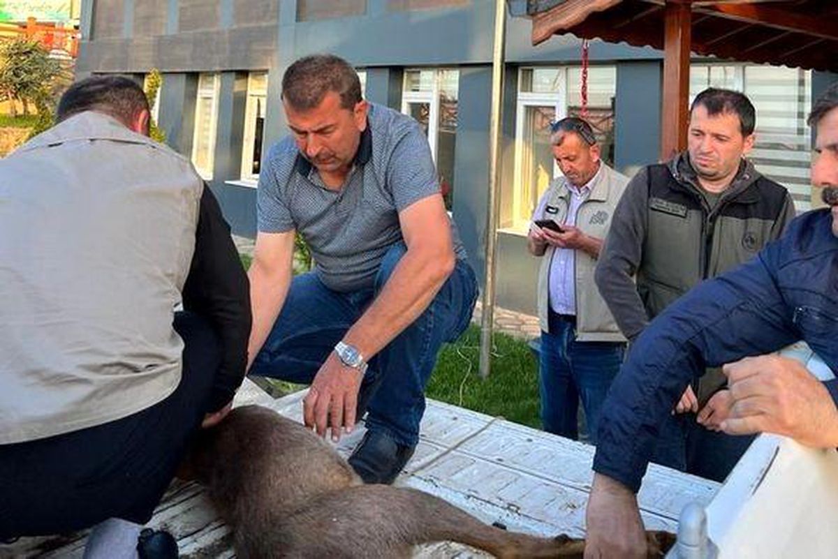Yaralı karacaya ormancılar sahip çıktı