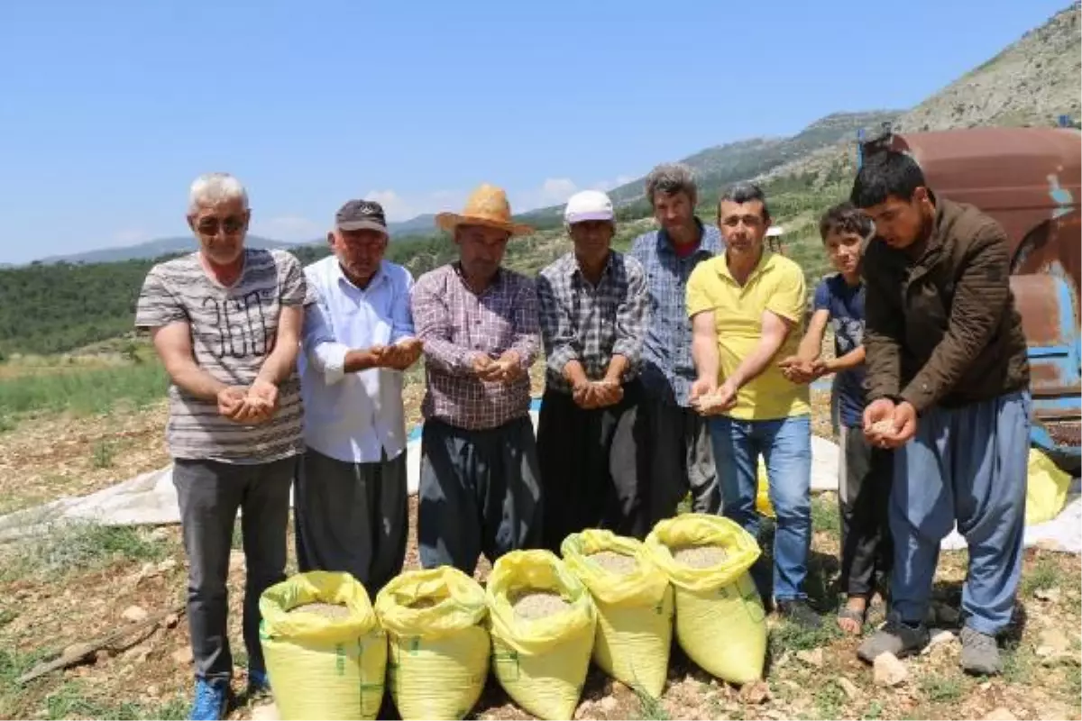 Adana\'da üretilen kuru bezelye sofralarda yerini alacak