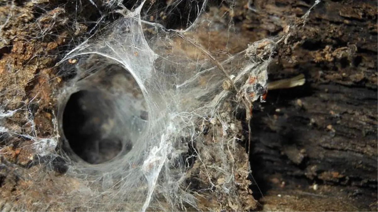 Yılan paniği yerini "et yiyen sarıkız" korkusuna bıraktı! 13 santimetre boyuna ulaşan örümceğin zehri ölümcül!