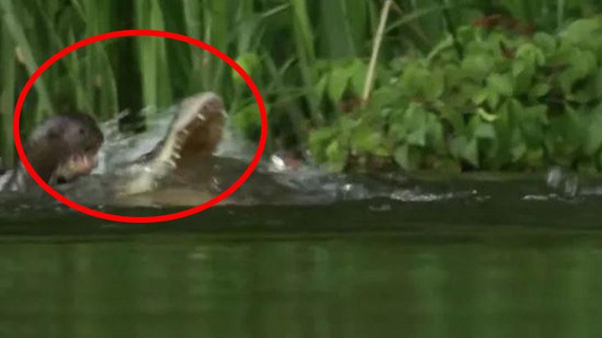 Dev timsah, çantada keklik sanıp anne su samuru ve yavrularına saldırdı! Sonra olanları kimse tahmin edemiyor