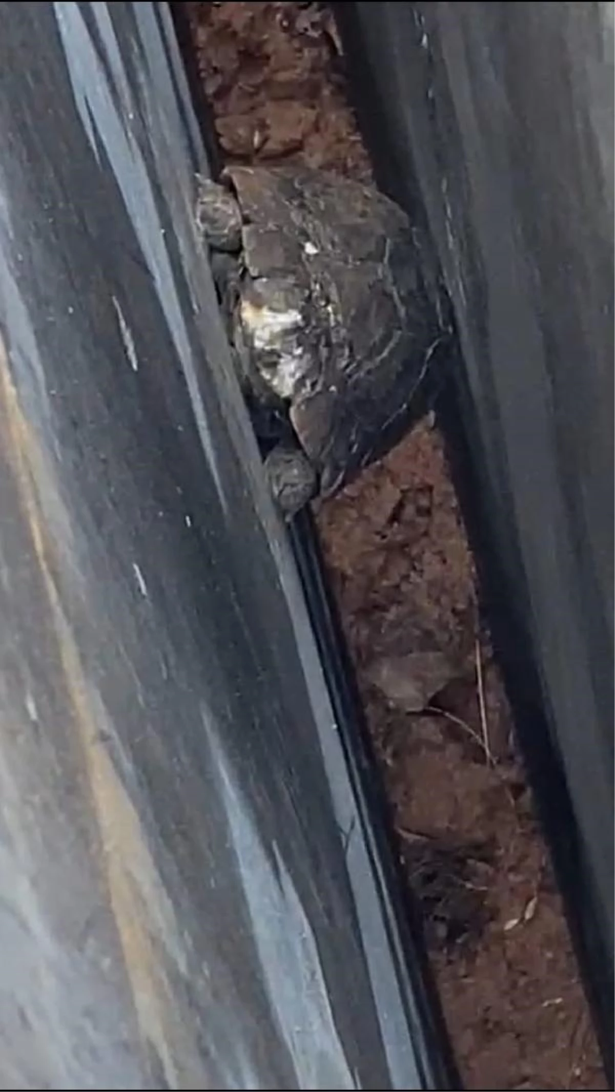 Duvarların arasına düşen kaplumbağa kurtarıldı