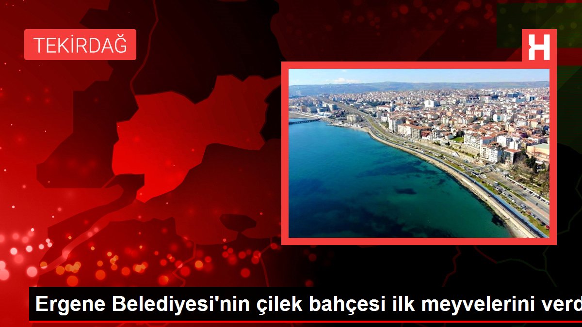 Ergene Belediyesi'nin çilek bahçesi ilk meyvelerini verdi