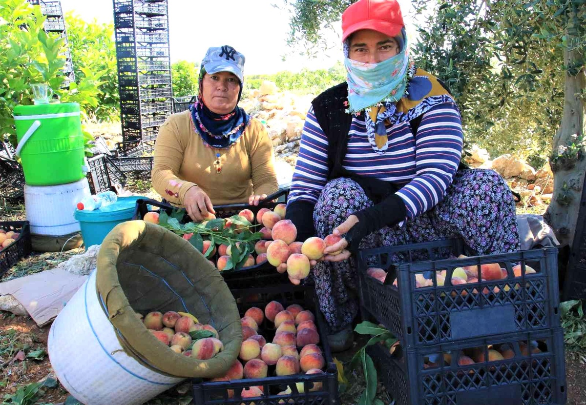 Erkenci şeftali üreticisinin yüzünü güldürdü