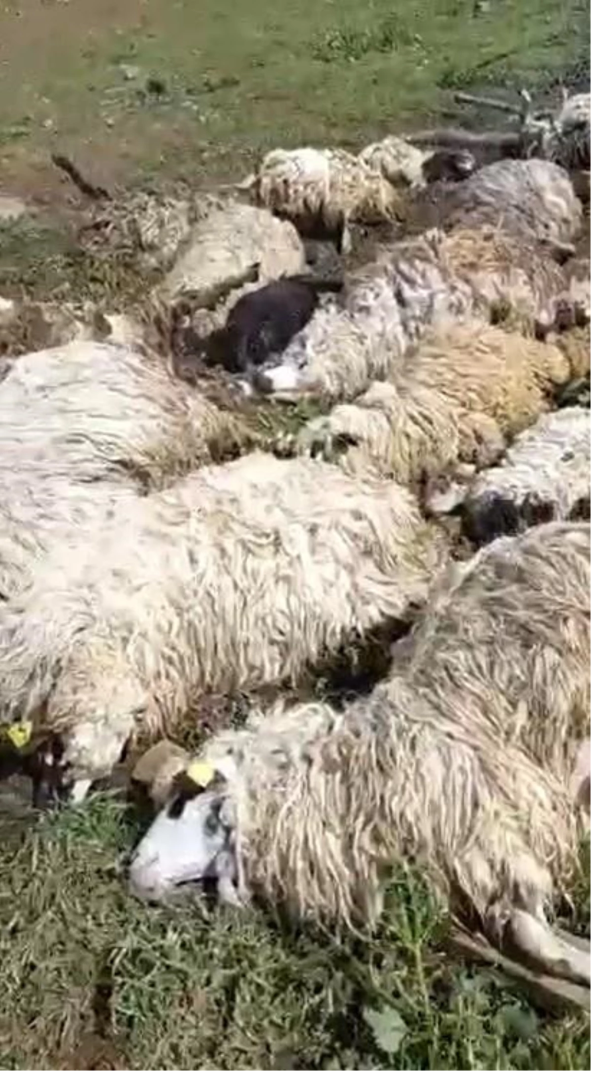 Gök gürültüsünden ürken 55 koyun telef oldu