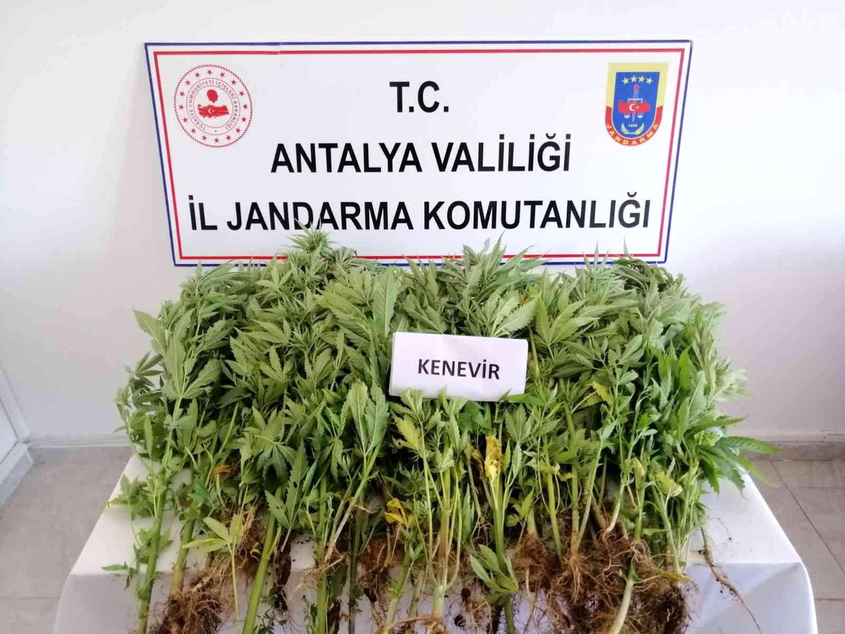 Jandarmadan zeytin bahçesine kenevir operasyonu