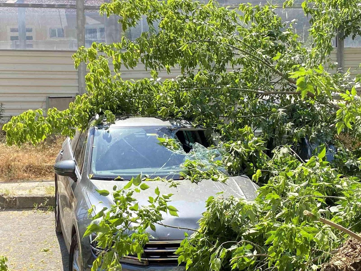 Kadıköy\'de ağaç 2 otomobilin üzerine devrildi, bir kişi yaralandı