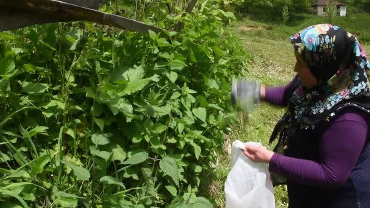 Kadınlar tekstil firmaları için ısırgan otundan iplik üretiyor
