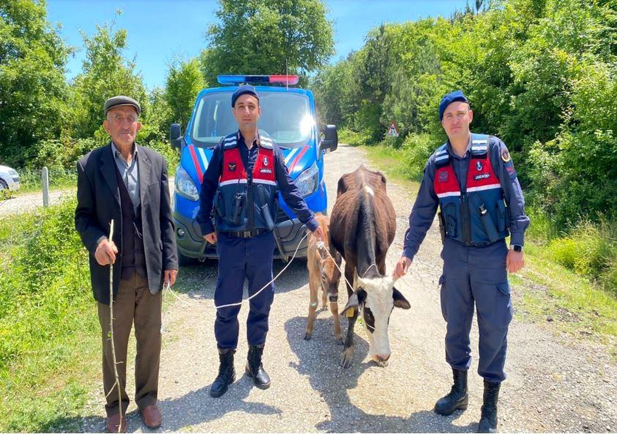 Köylünün kaybolan ineğini jandarma buldu