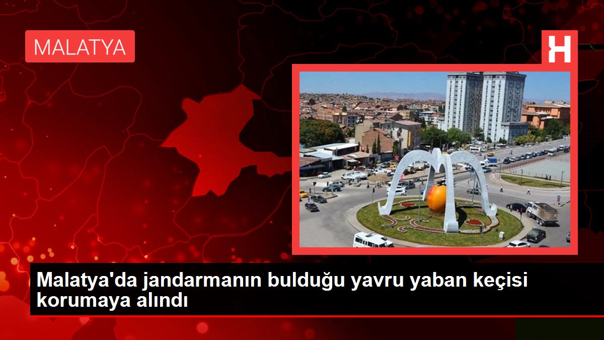 Malatya'da jandarmanın bulduğu yavru yaban keçisi korumaya alındı