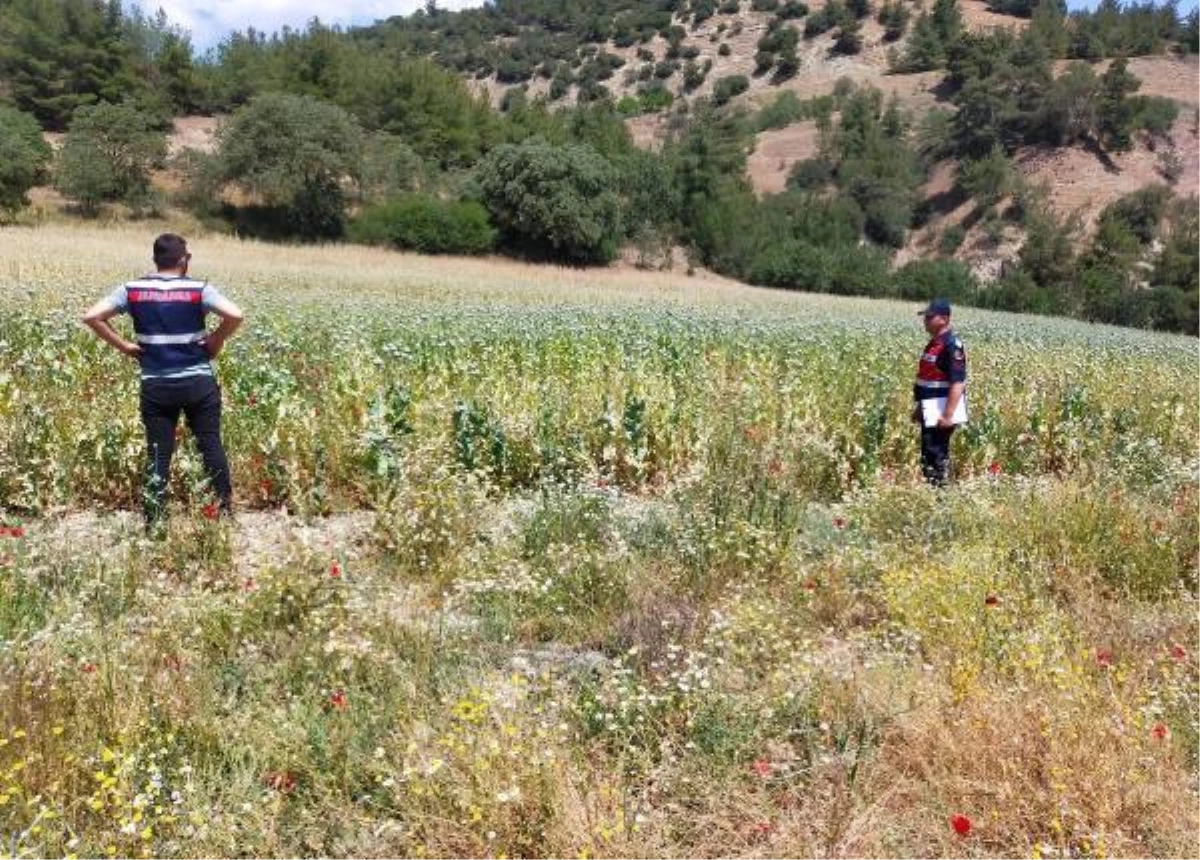 Manisa\'da 280 bin kök haşhaş bitkisi ele geçirildi