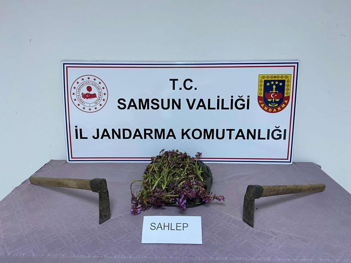 Samsun\'da izinsiz salep toplayan 2 kişiye para cezası