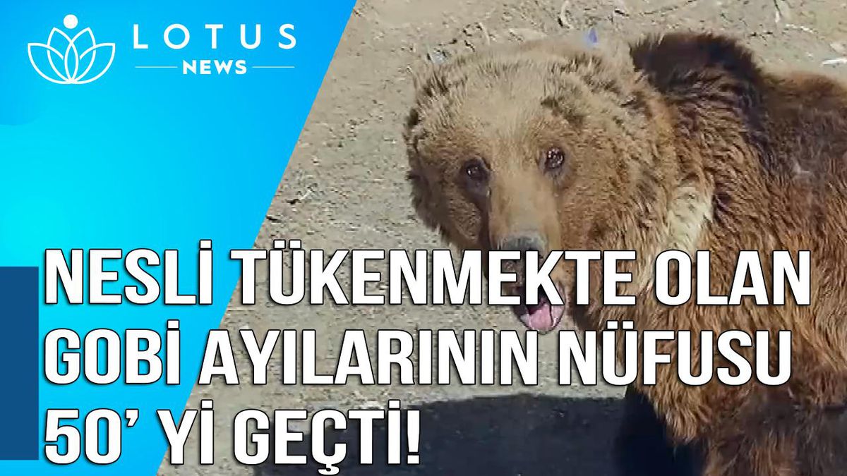 Video: Moğolistan\'da Nesli Tükenmekte Olan Gobi Ayılarının Nüfusu 50\'yi Geçti