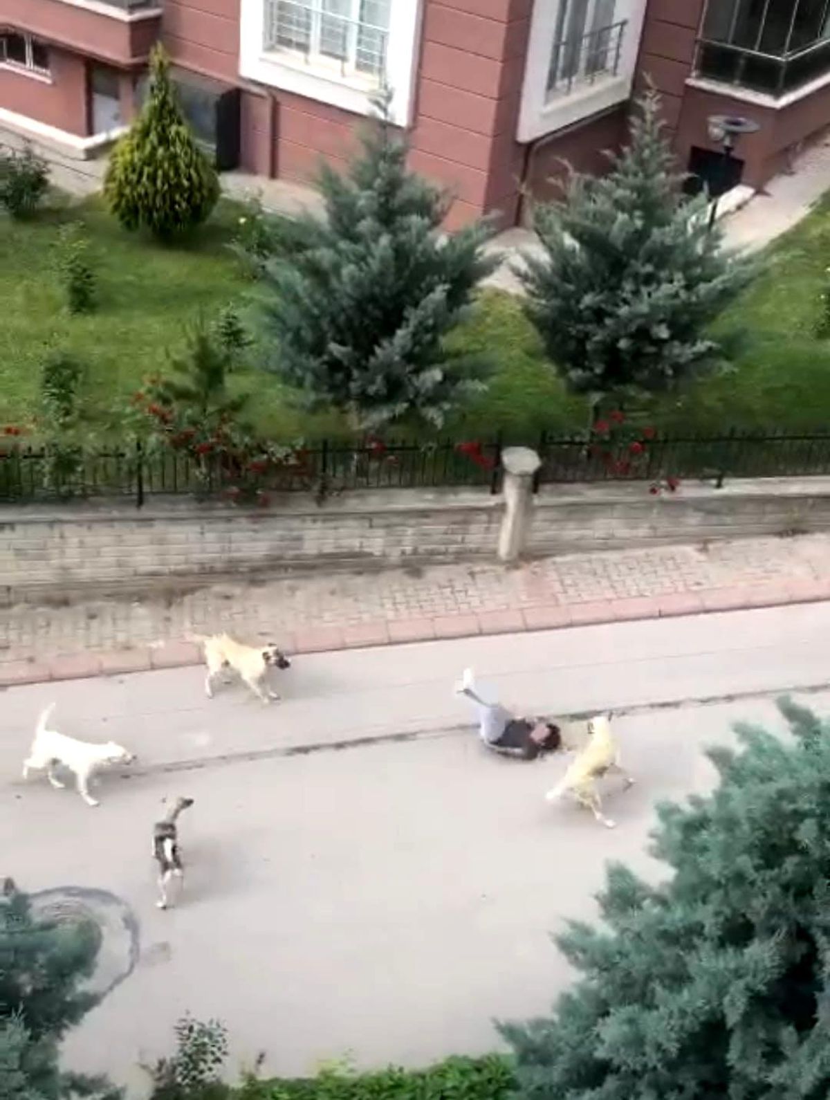 Ankara'da 6 başıboş köpeğin çocuğa saldırma anı kamerada