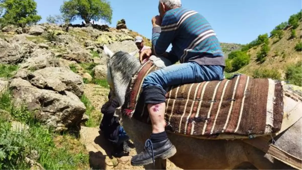 Ayı saldırısında yaralandı, at sırtında ambulansa kadar götürüldü