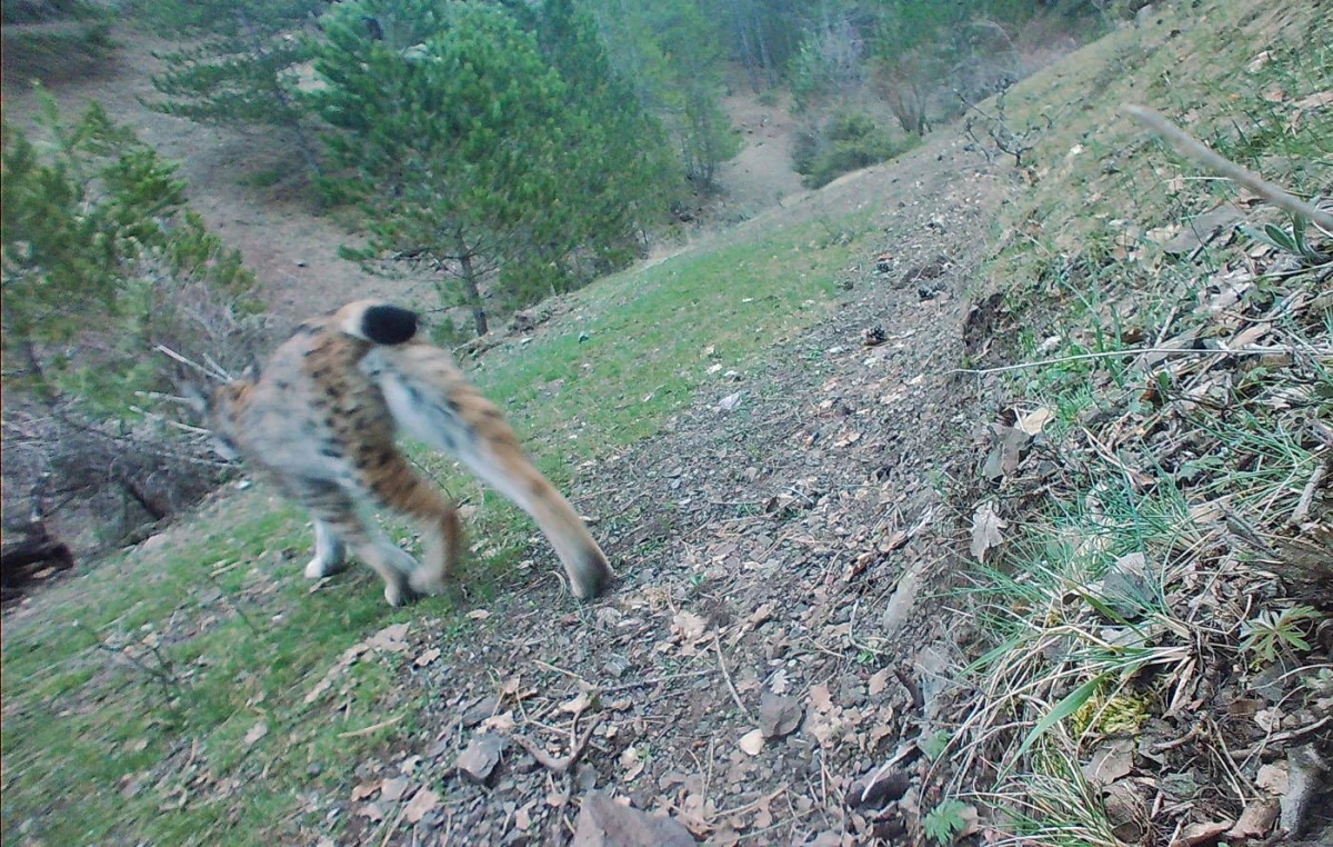 Çankırı'daki araştırma ormanında vaşak tespit edildi