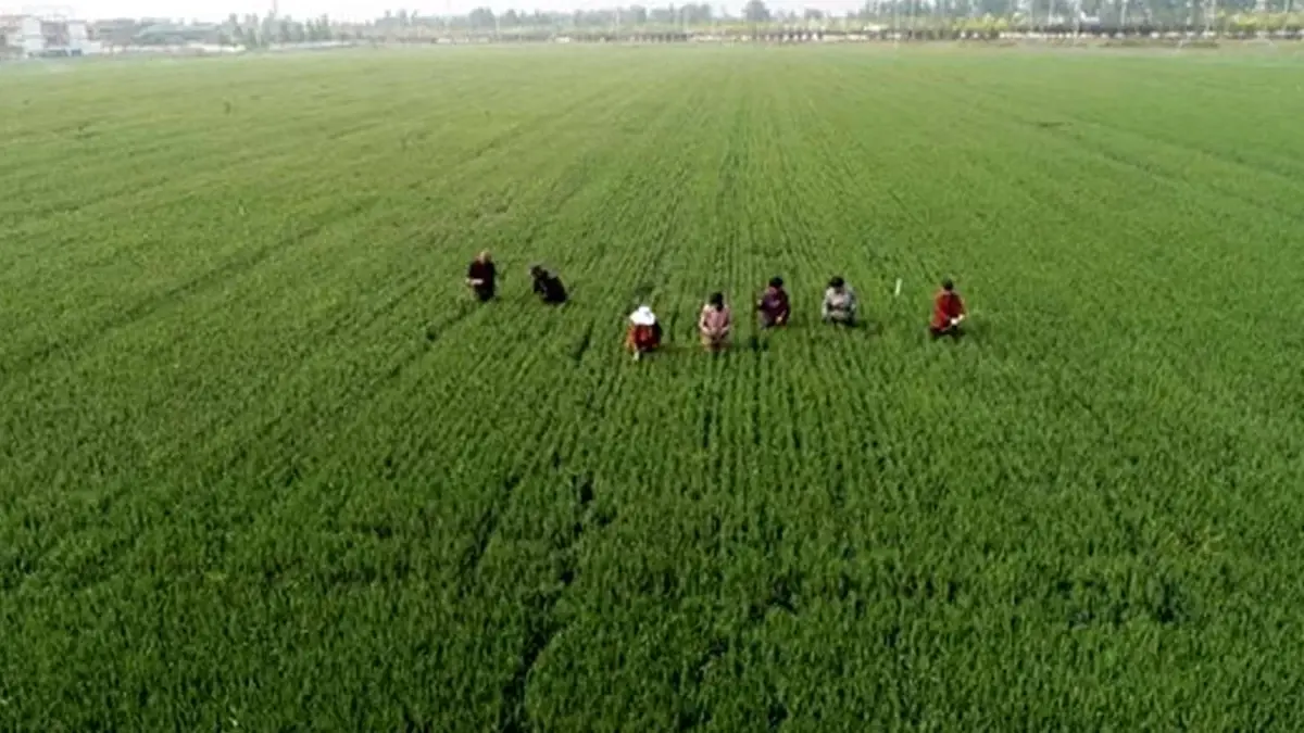 Çin Gıda Tedarik Kapasitesini Artıracak Önlemleri Açıkladı