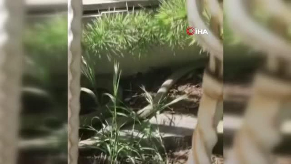 Kreş bahçesindeki yılan kısa süreli paniğe sebep oldu