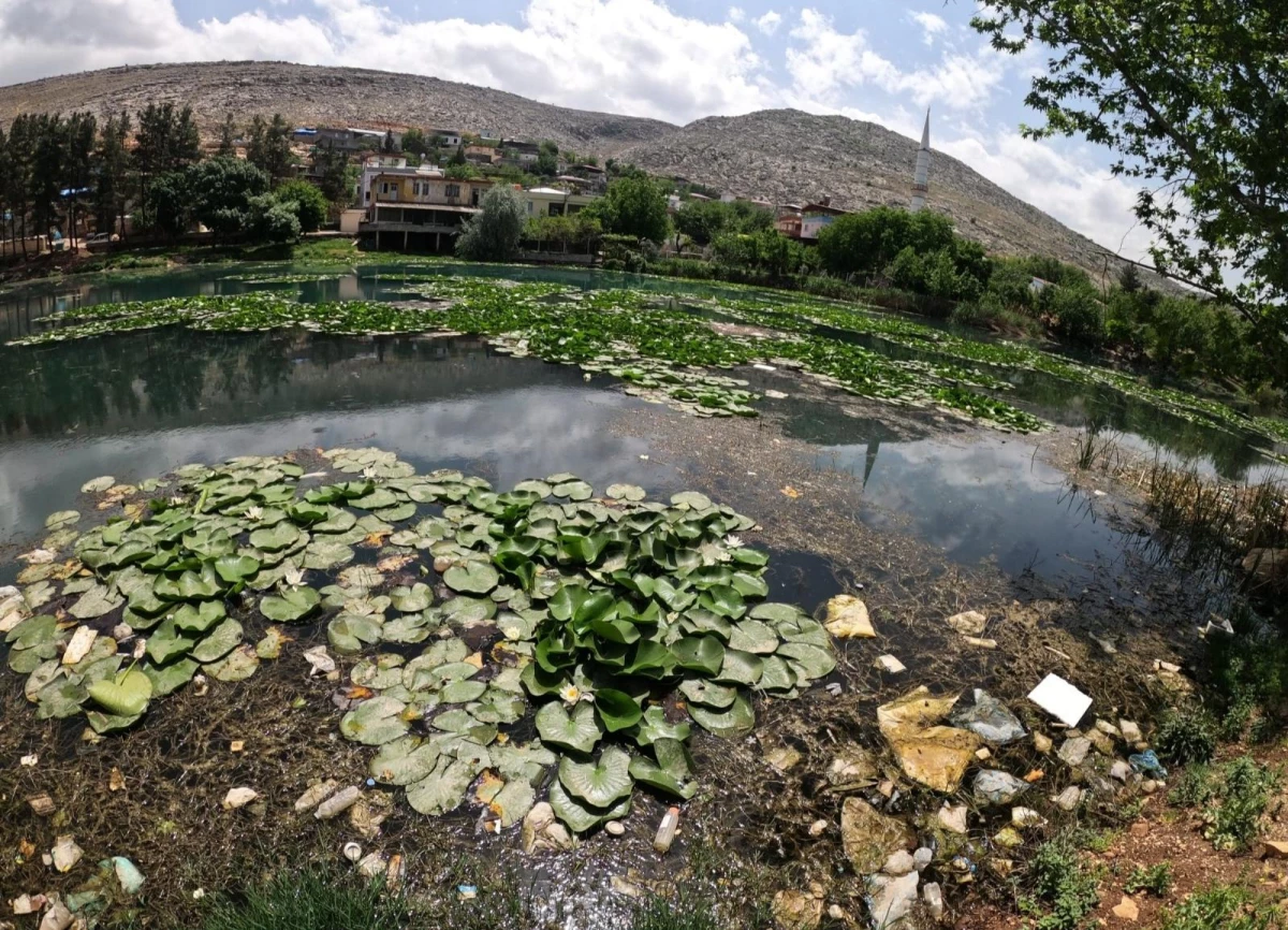 Nilüfer çiçekleri kirlilikle boğuşuyor: Koparmanın cezası 73 bin lira