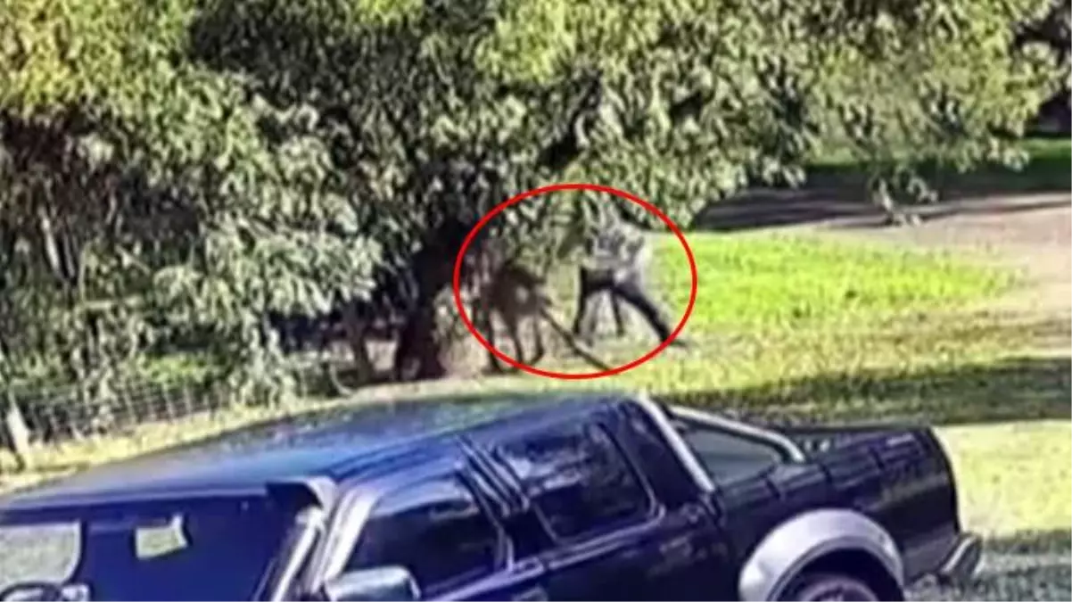 Kanguru saldırısına uğrayan adam zor kurtuldu! O anlar kameralara böyle yansıdı