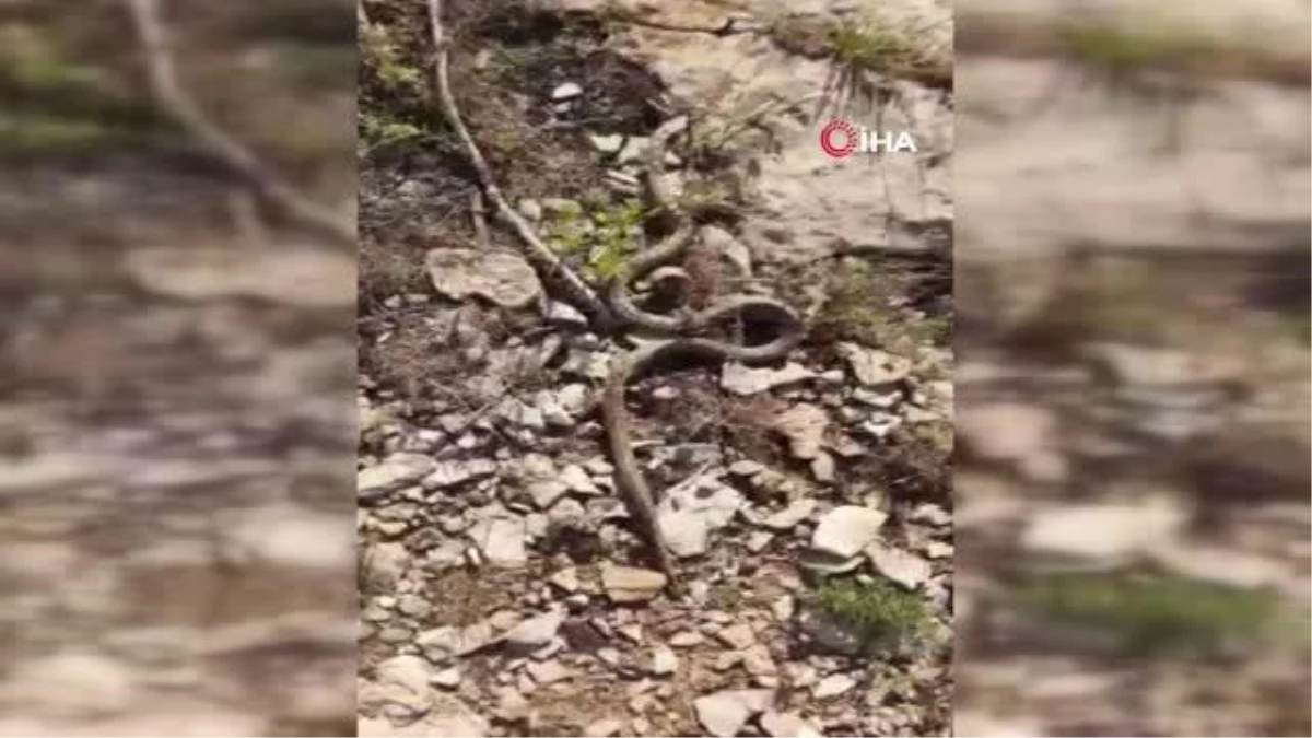 Tarlalarda ortaya çıkan yılanlar tedirgin ediyor