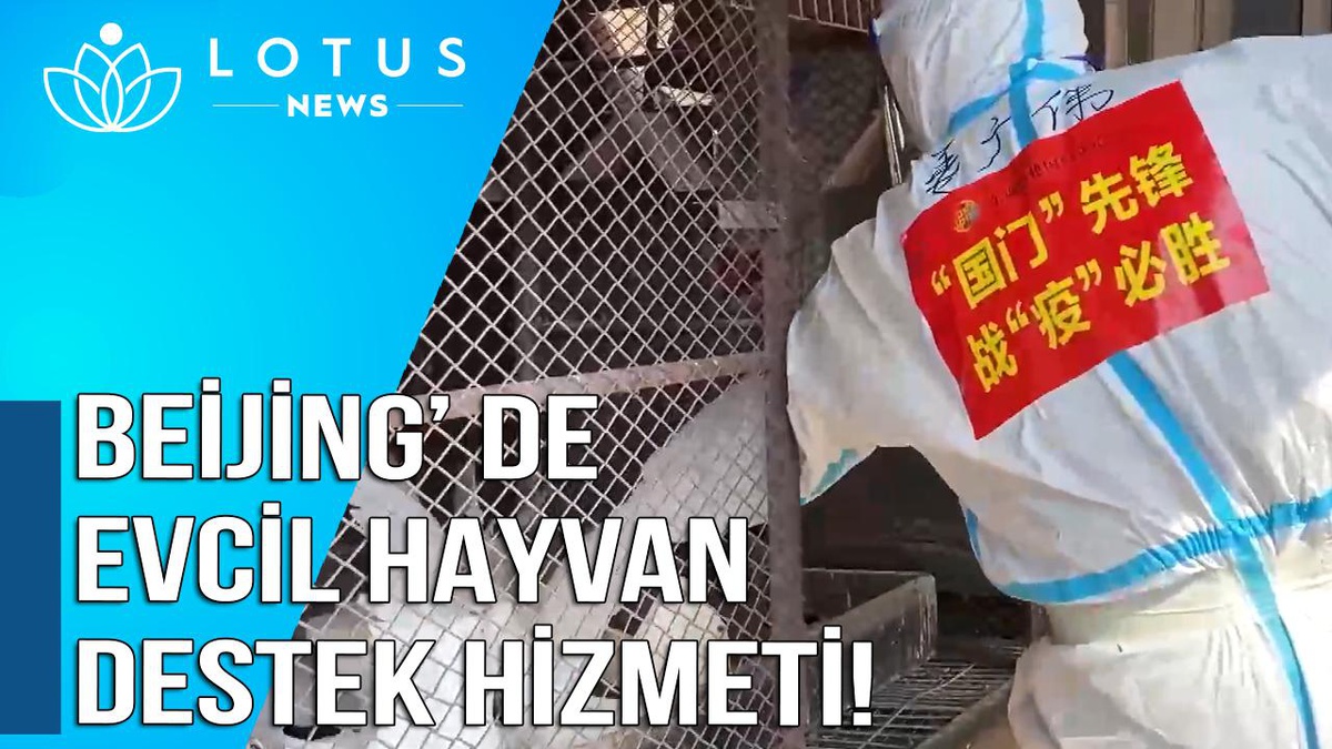 Video: Evcil Hayvan Destek Hizmeti, Beijing\'de Karantinada Bulunan Hayvan Sahiplerini Rahatlatıyor