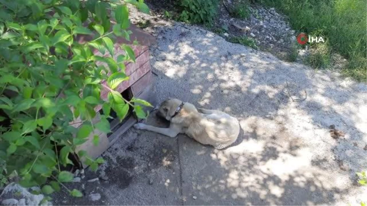 Zonguldak\'da köpekler artık mikroçipli