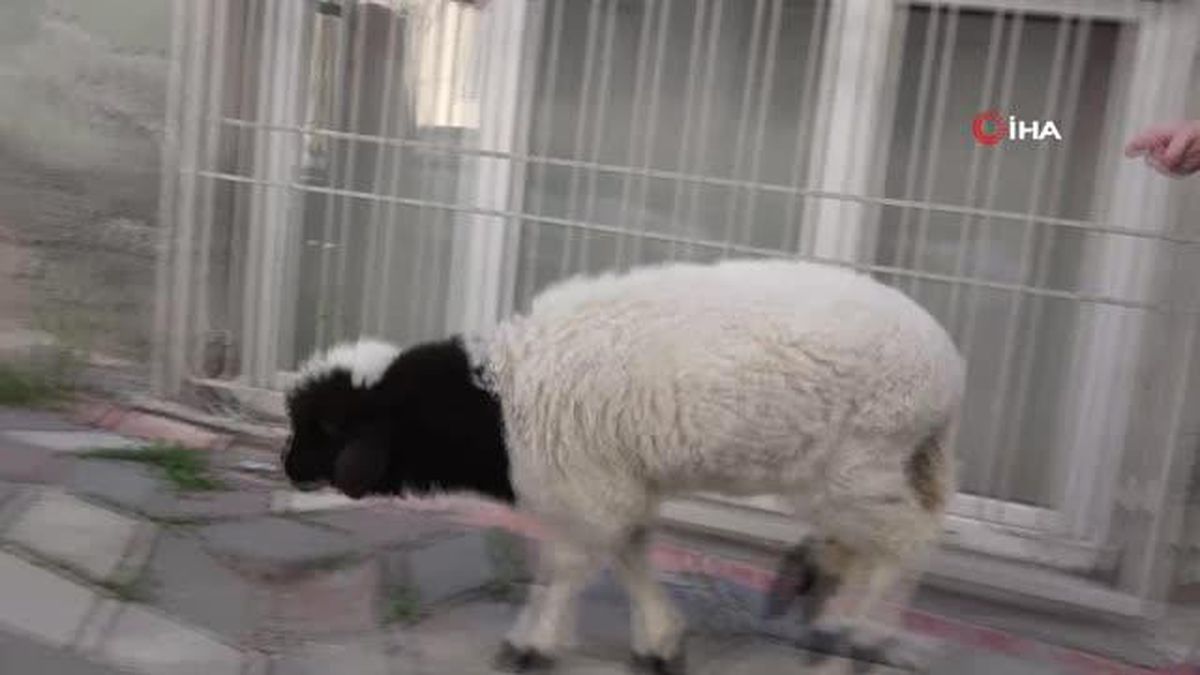 Bebek gibi büyüttüğü kuzusu biran olsun peşinden ayrılmıyor