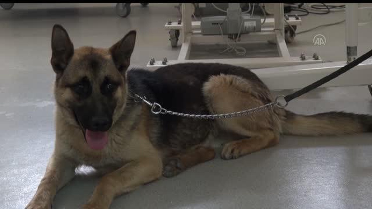 Bingöl\'den getirilen Alman çoban köpeğine Sivas\'ta diz ameliyatı yapıldı