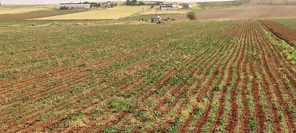 Diyarbakır'da yıldırım çarpması sonucu bir çocuk öldü