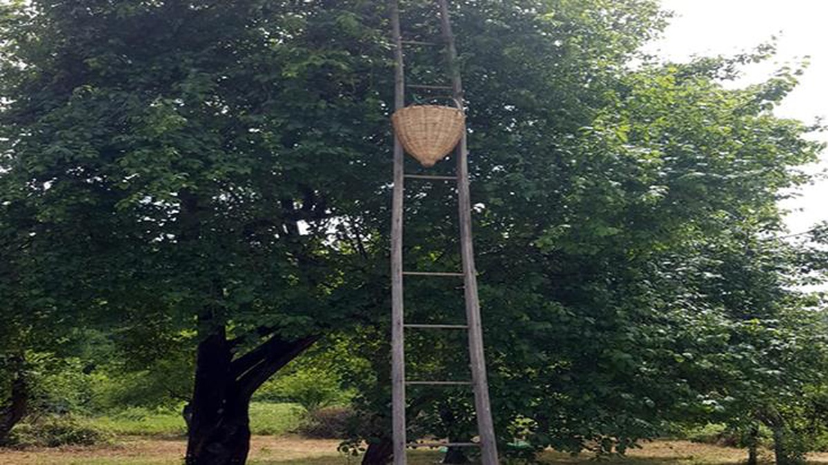 Erik toplamak için ağaca çıktı, merdiven basamağı kırılınca hayatını kaybetti