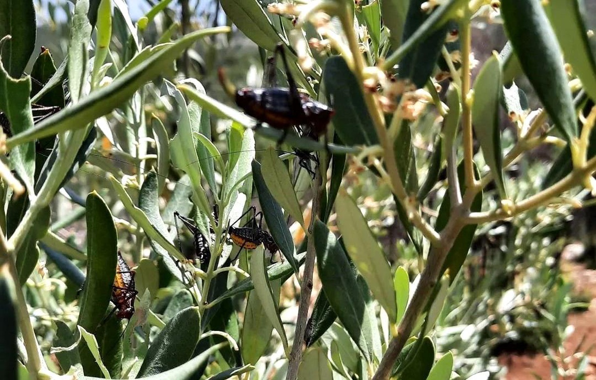 Karacasu\'da zeytin ağaçlarını çekirgeler istila etti