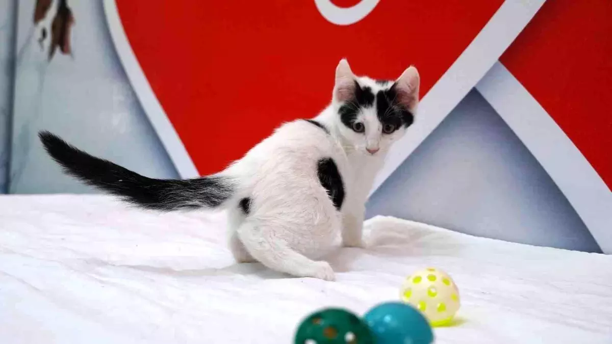 Keçiören Belediyesi "Ailem Olur Musun?" uygulamasıyla sokak hayvanlarını sahiplendiriyor