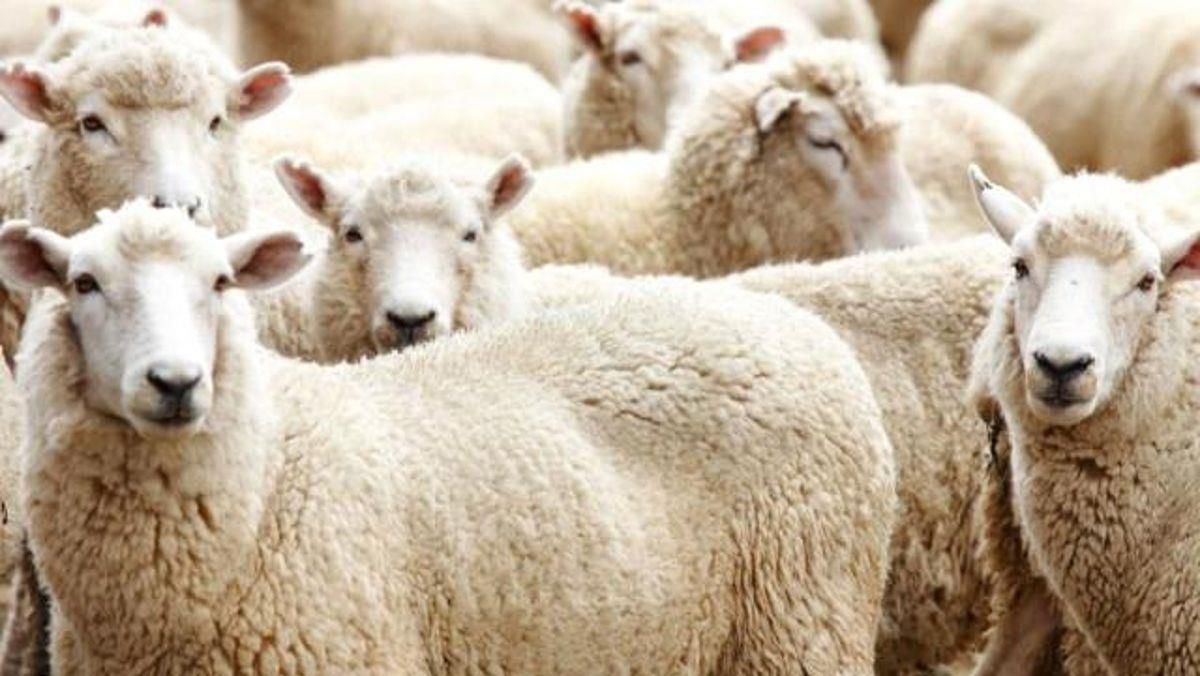 Kurban Bayramı ne zaman? 2022 Kurban Bayramı tatili kaç gün? Kurban Bayramına kaç gün kaldı?